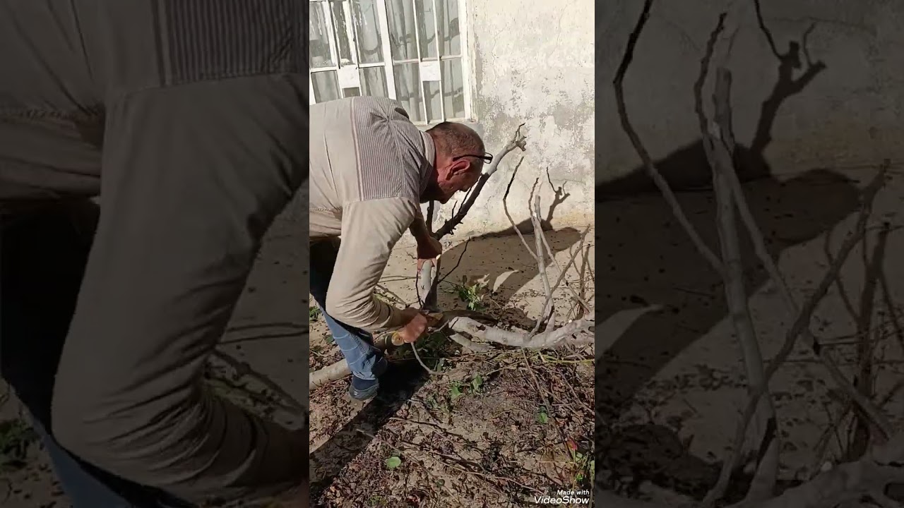 حياة ريفية جميلة في قرية هادئة تقع في قلب الطبيعة.#الربيع #القرية #العراق #ريف  #الطبيعة_البرية 