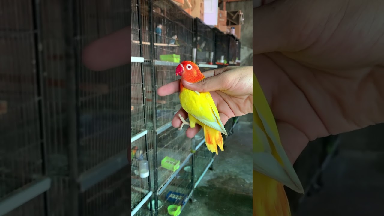 Lovebird lutino opaline #lovebirds #parrot #bird #pakistan #fischer