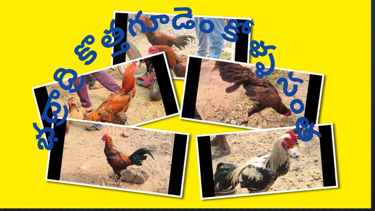 భద్రాద్రి కొత్తగూడెం కోళ్ళ సంత #@@bhadradri kothagudem hen's  market #28-12 25