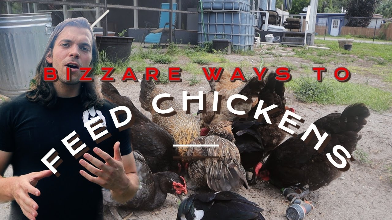 Feeding My Chickens CAT FOOD?!? (high protein!)