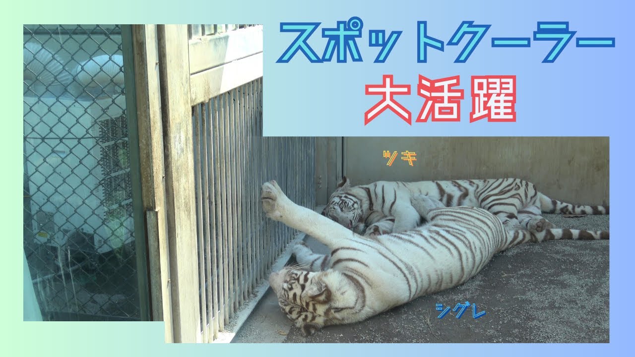 【スポットクーラー大活躍】伊豆アニマルキングダム　ホワイトタイガー「ツキ」「シグレ」「シロップ」