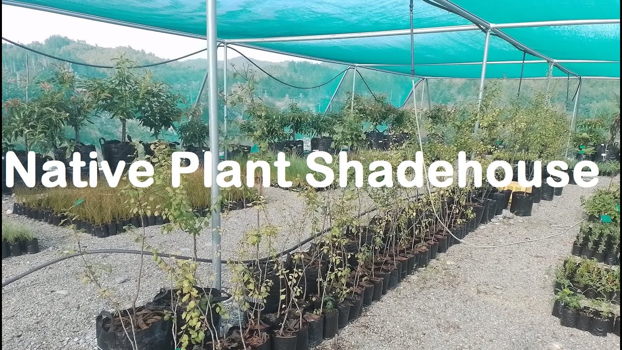 New Zealand Native plant nursery production using Shadehouses made by Redpath NZ.