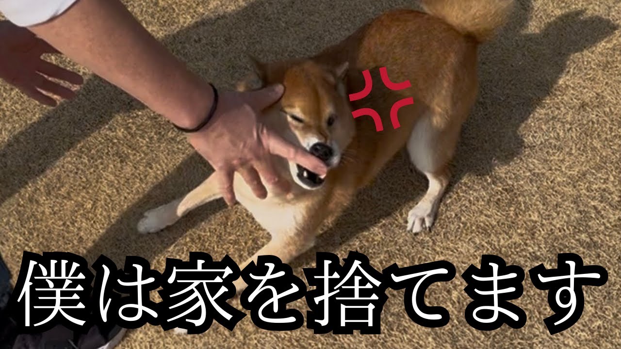 【驚愕】聞いたことの無い雄叫びを上げ、大騒動でした