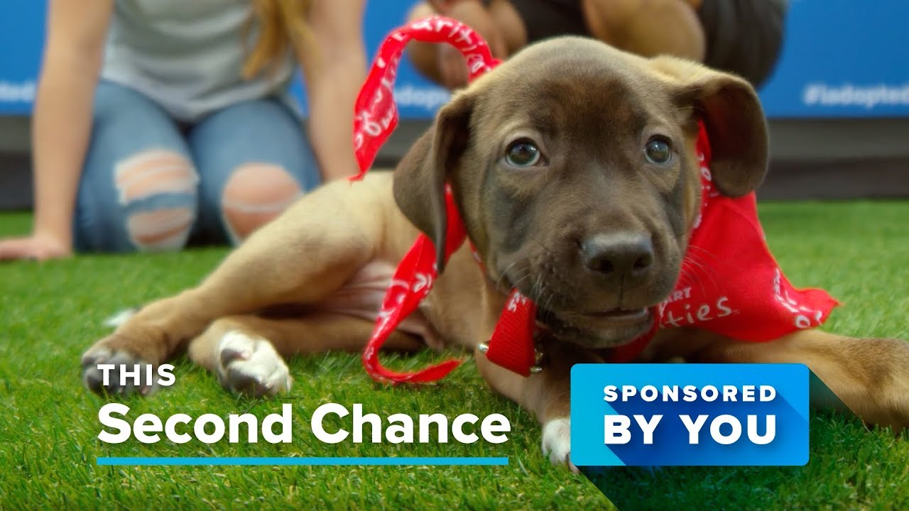 PetSmart Charities Sponsored by You