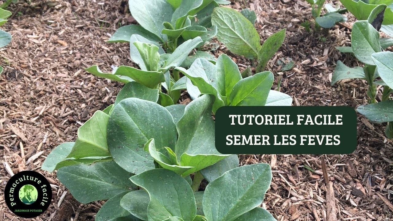 Planter semer les f&egrave;ves bio  ?  TUTO facile permaculture