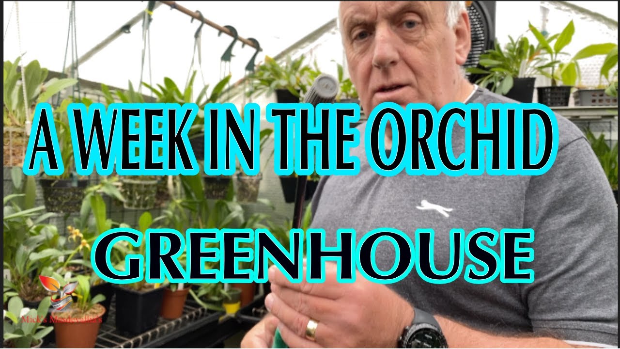 How I Grow Masdevallia orchids in my greenhouse (63)