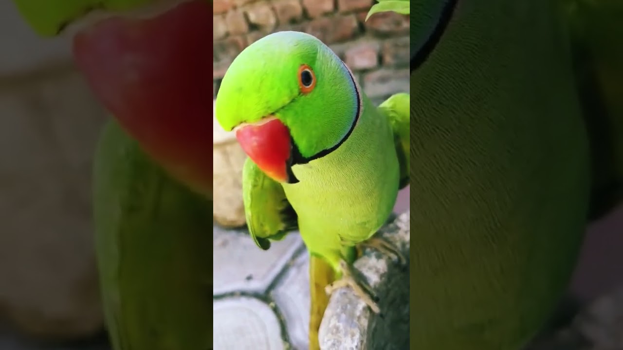 #shortvideo #parrot #birddogtv #animaldog #birds #petstv #funny
