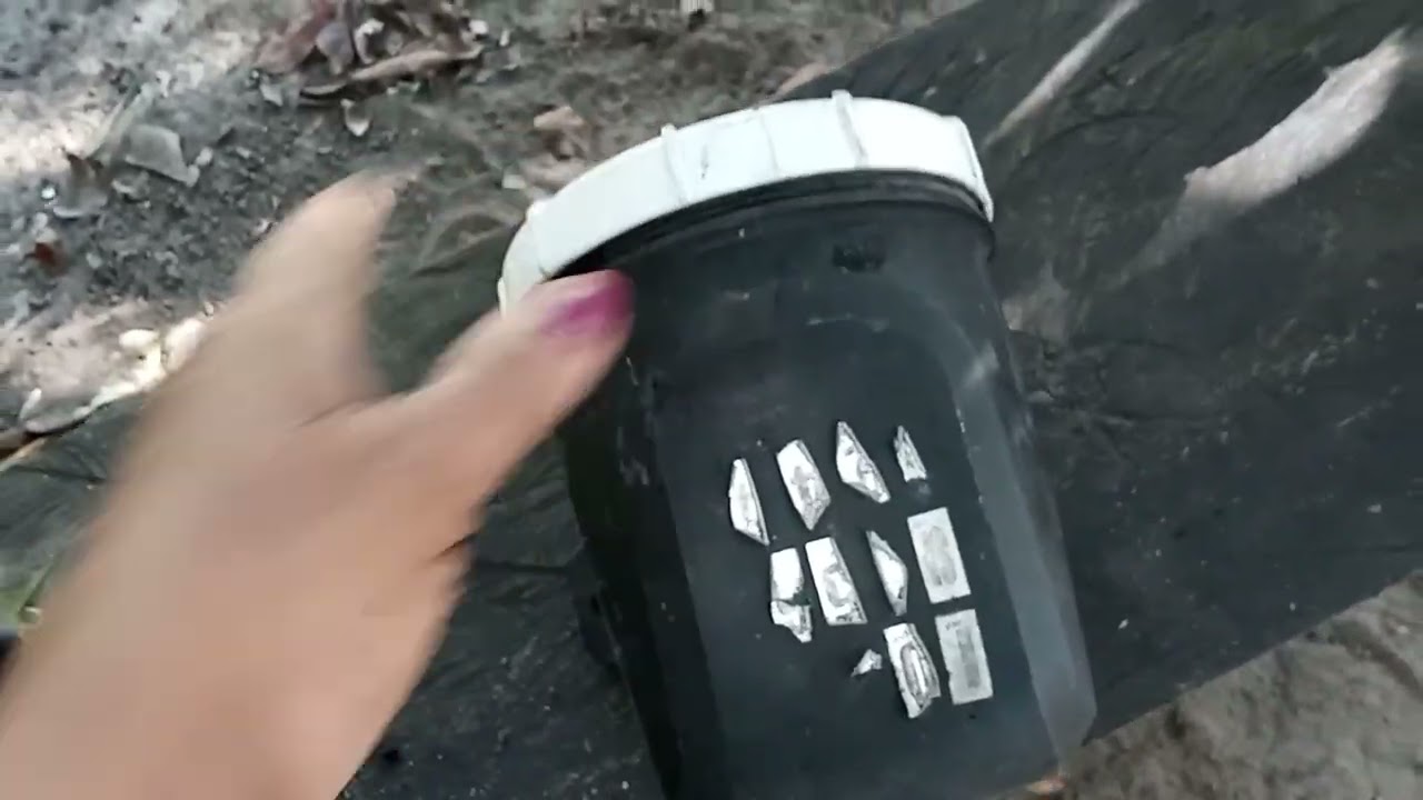 Hoje organizei algumas plantas 