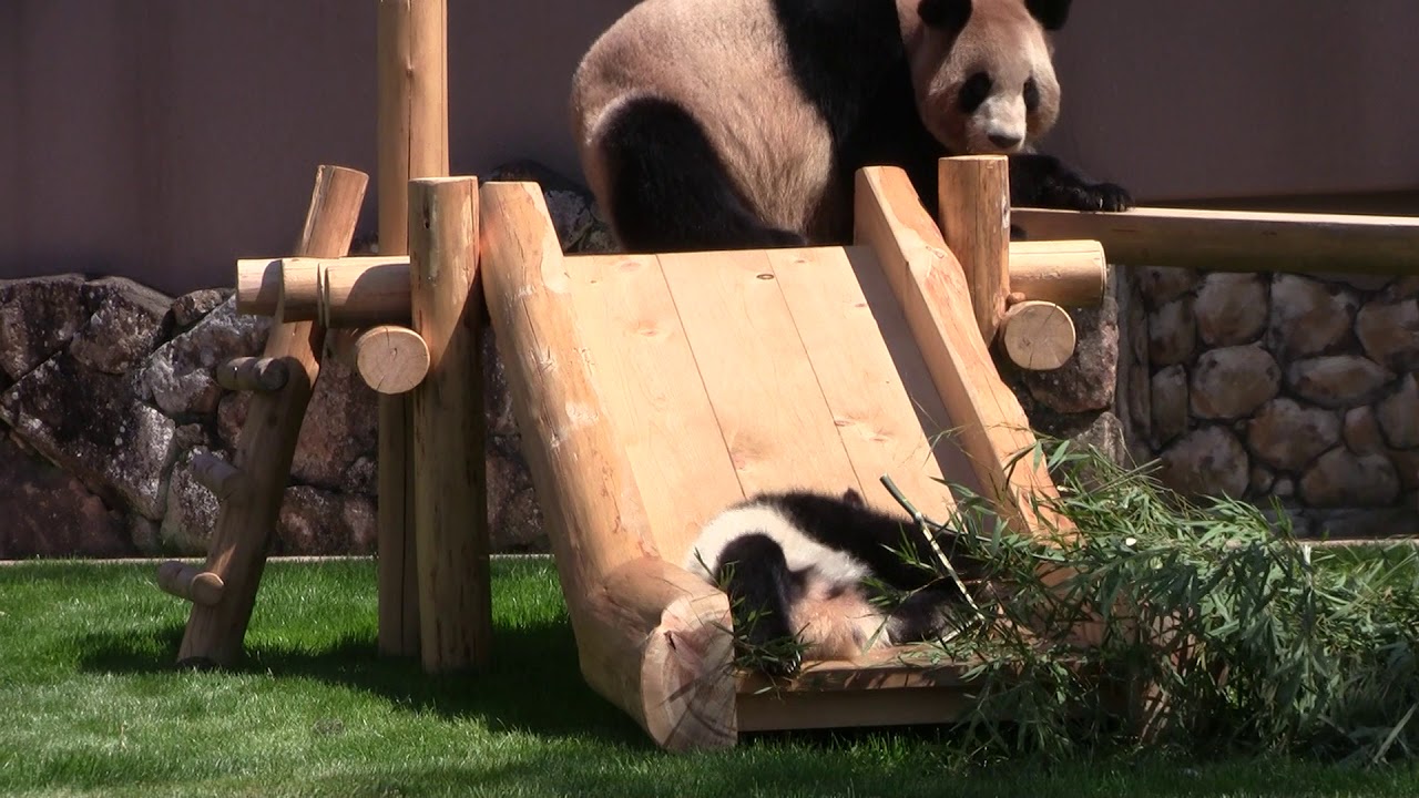 #1-5 April 2019 Saihin and Rauhin at Adventure world, Japan