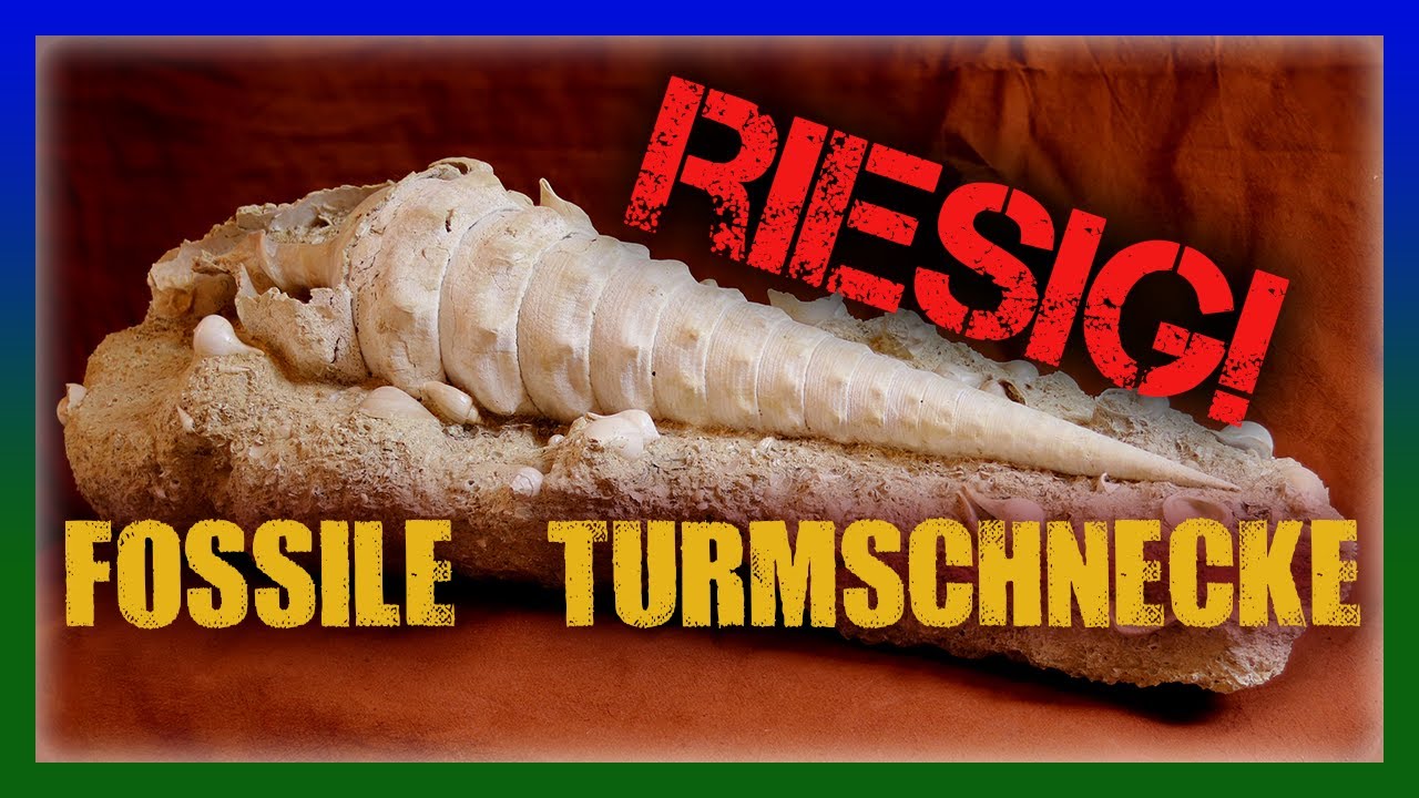 Riesenturmschnecke gefunden! Campanile giganteum Bergung Präpararion Detailaufnahmen