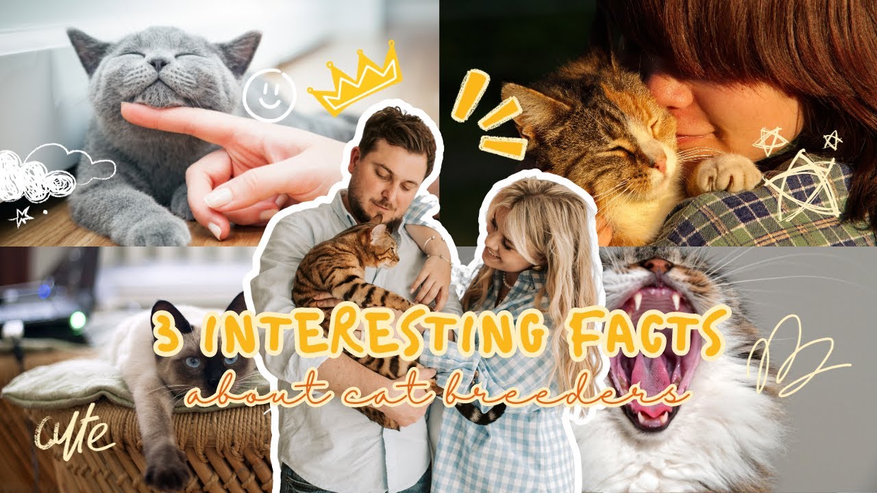 Inside the World of Cat Breeders: Unveiling the Fascinating Aspects!