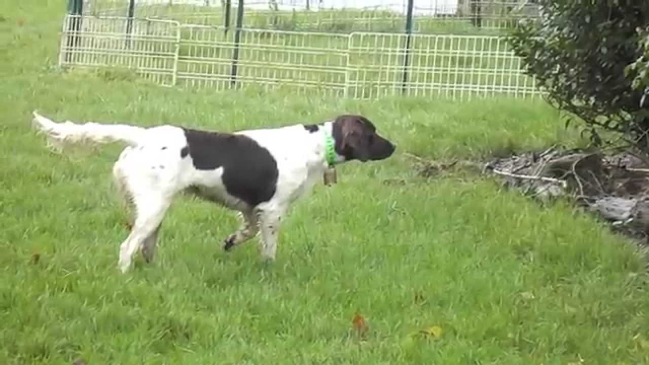 Démonstration du coulé et arrêt par un  épagneul de munster