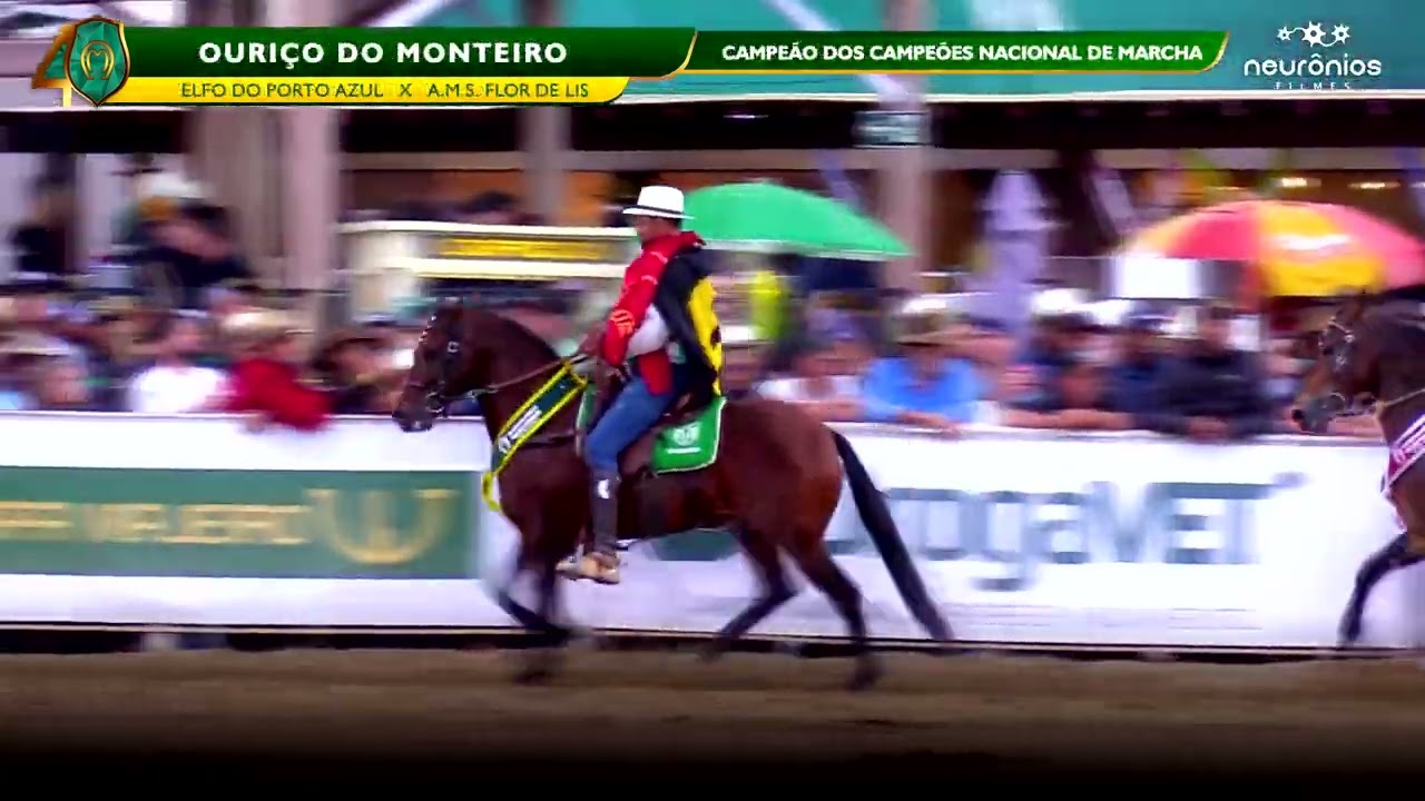 2ª Live do Haras Escuro - Mangalarga Marchador - Marcha Picada 