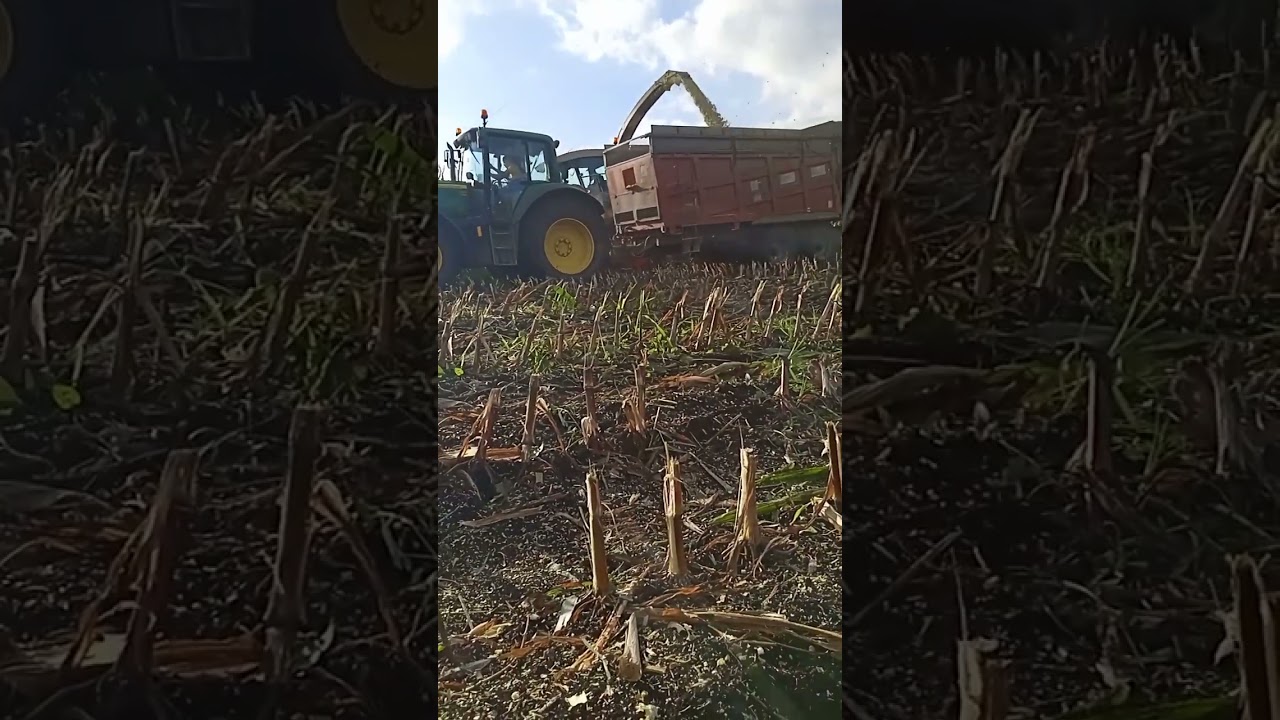 oporowa kiszonka 2023🌽🚨utopiona przyczepa na polu🌽🚨2xjohn Deere 1xcase 2xmccornick