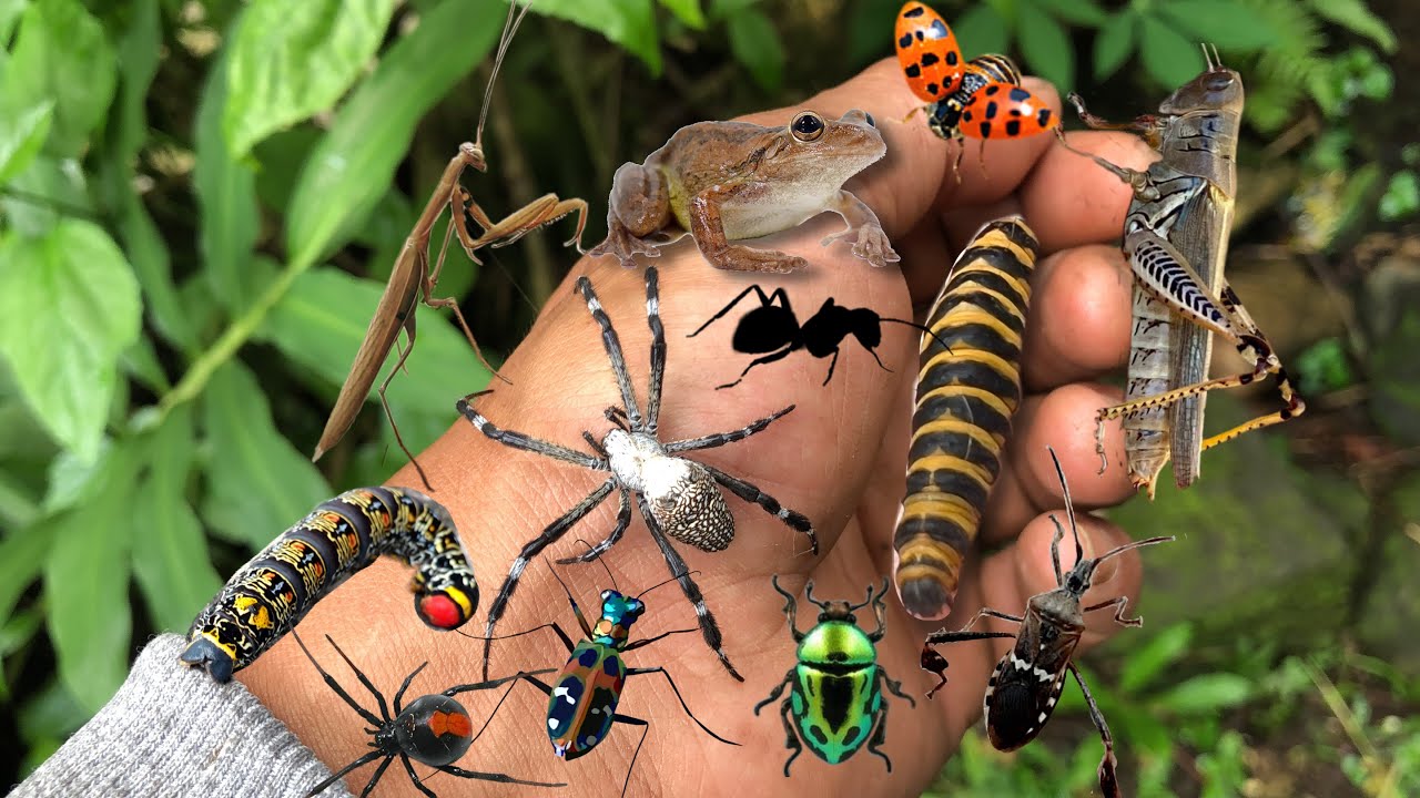 found lots of beautiful little insects‼️caught weaver spiders,caterpillars and many other animals