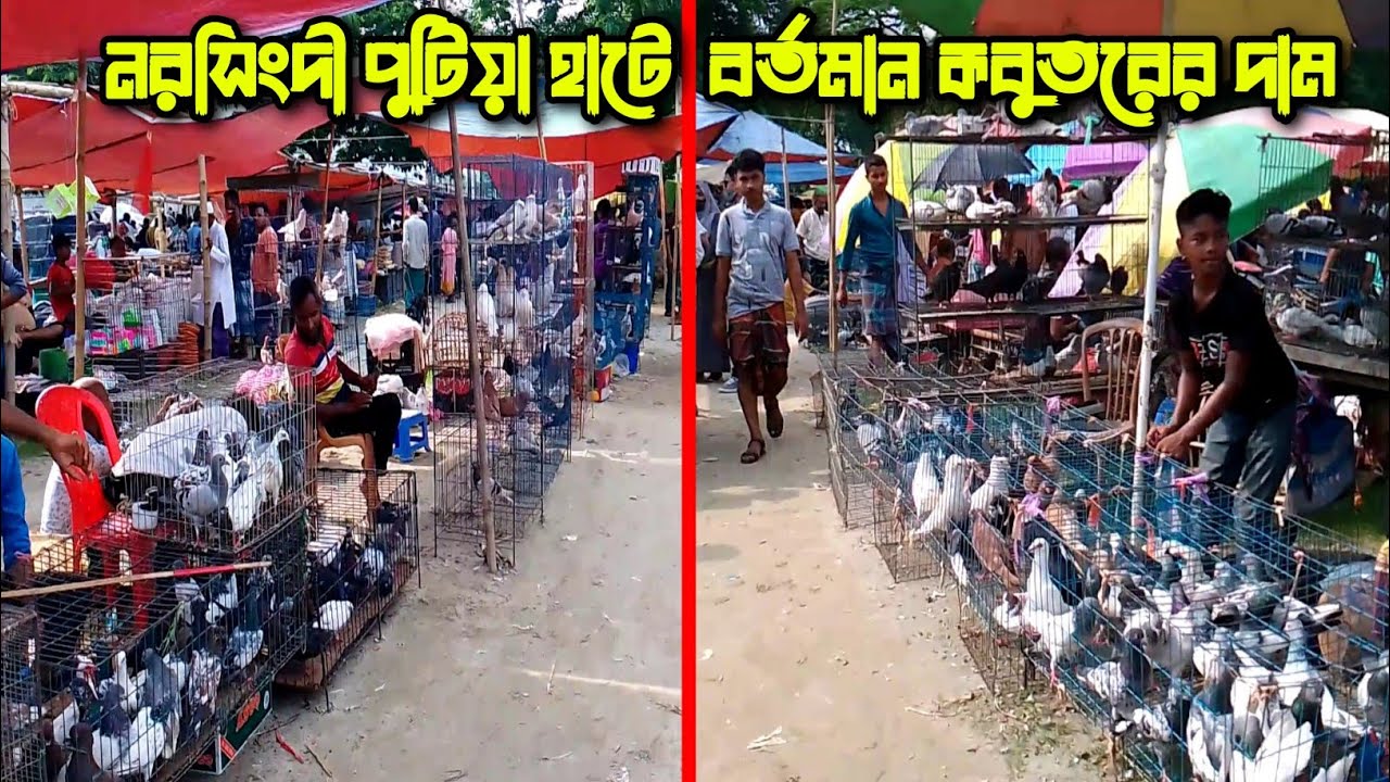 নরসিংদী পুটিয়া কবুতর হাট | পুটিয়া হাটে কবুতরের দাম দর | পুটিয়া কবুতর বাজার