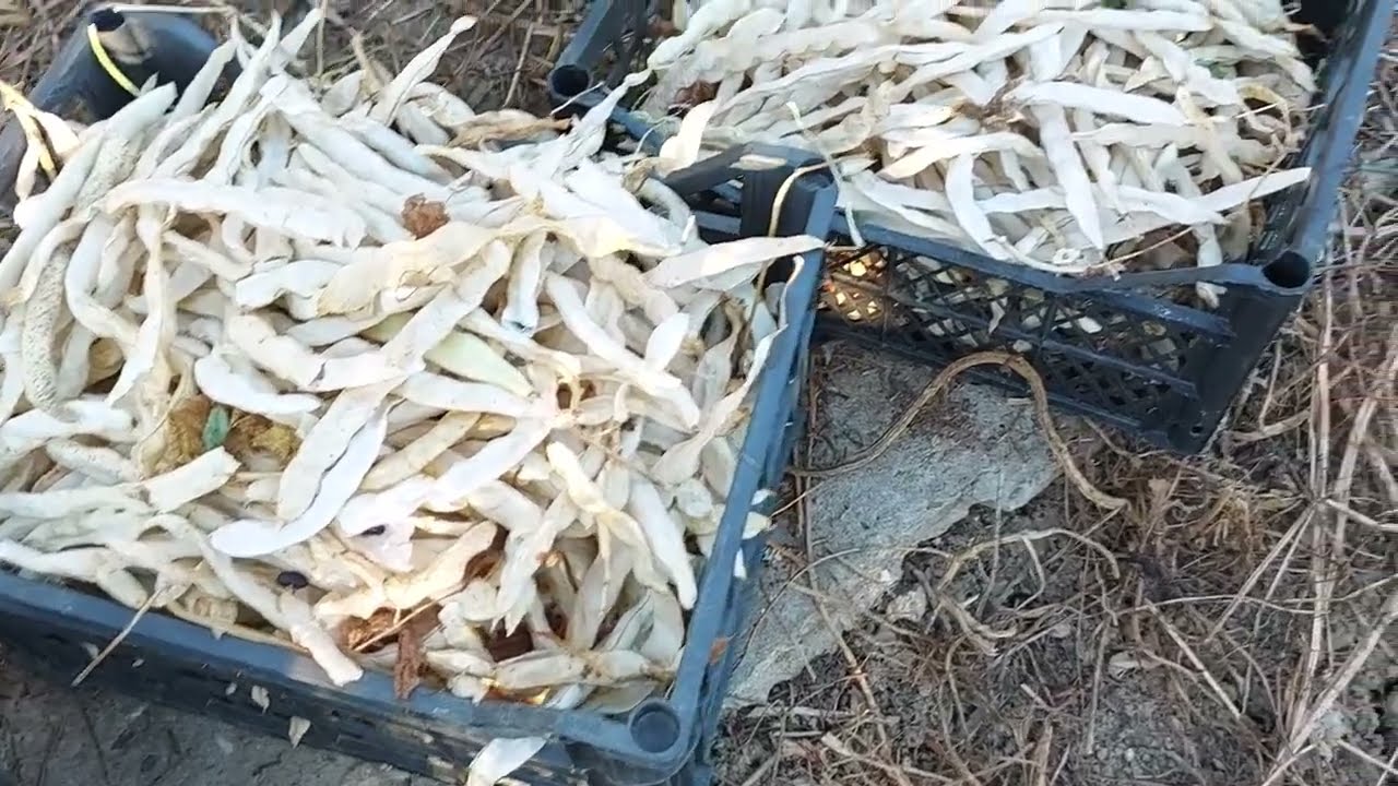 Как сушить фасоль?