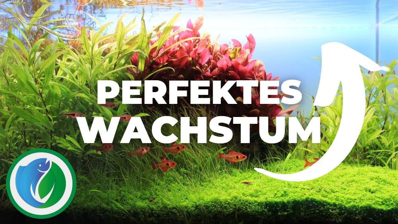 Die 4 WICHTIGSTEN Wasserwerte f&uuml;r Pflanzen und Algen [EINFACH ERKL&Auml;RT]