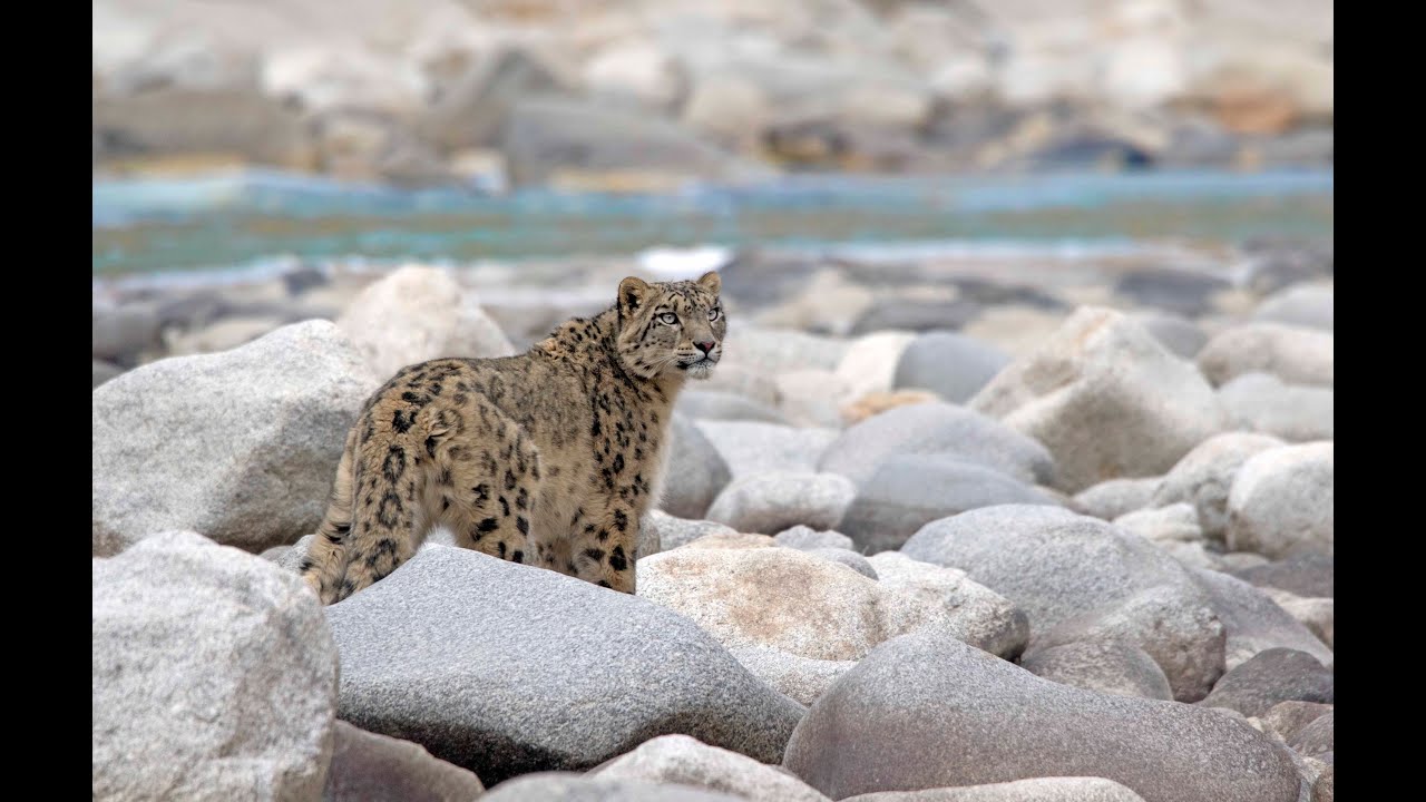 Snow Leopard Lodge 23-24