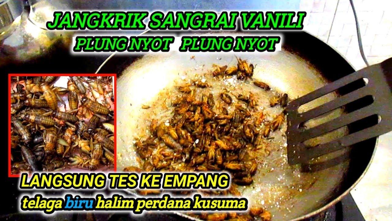 asli plung nyot plung nyot umpan kesukaan lele murah cuma 6ribu