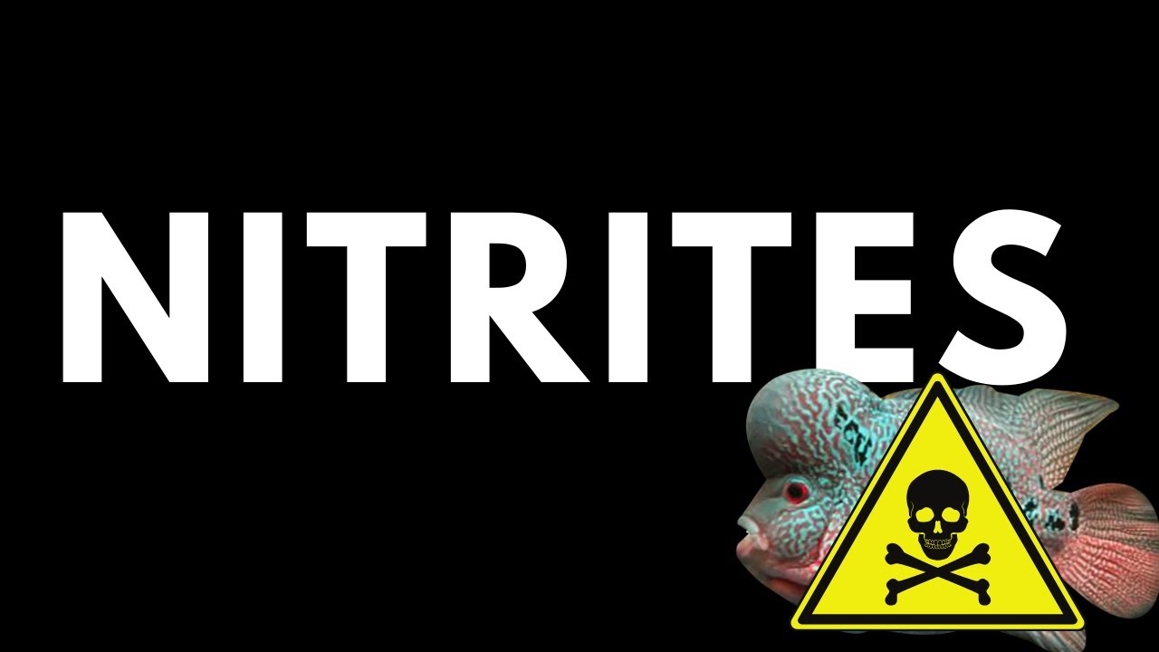 NITRITE THE KILLER of aquarium fish
