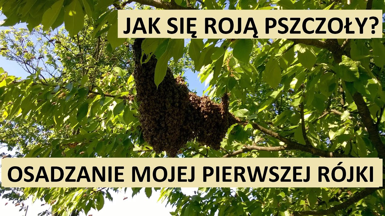 Jak się roją pszczoły? Stare nagranie - moja pierwsza osadzana rójka i spanikowany mąż.
