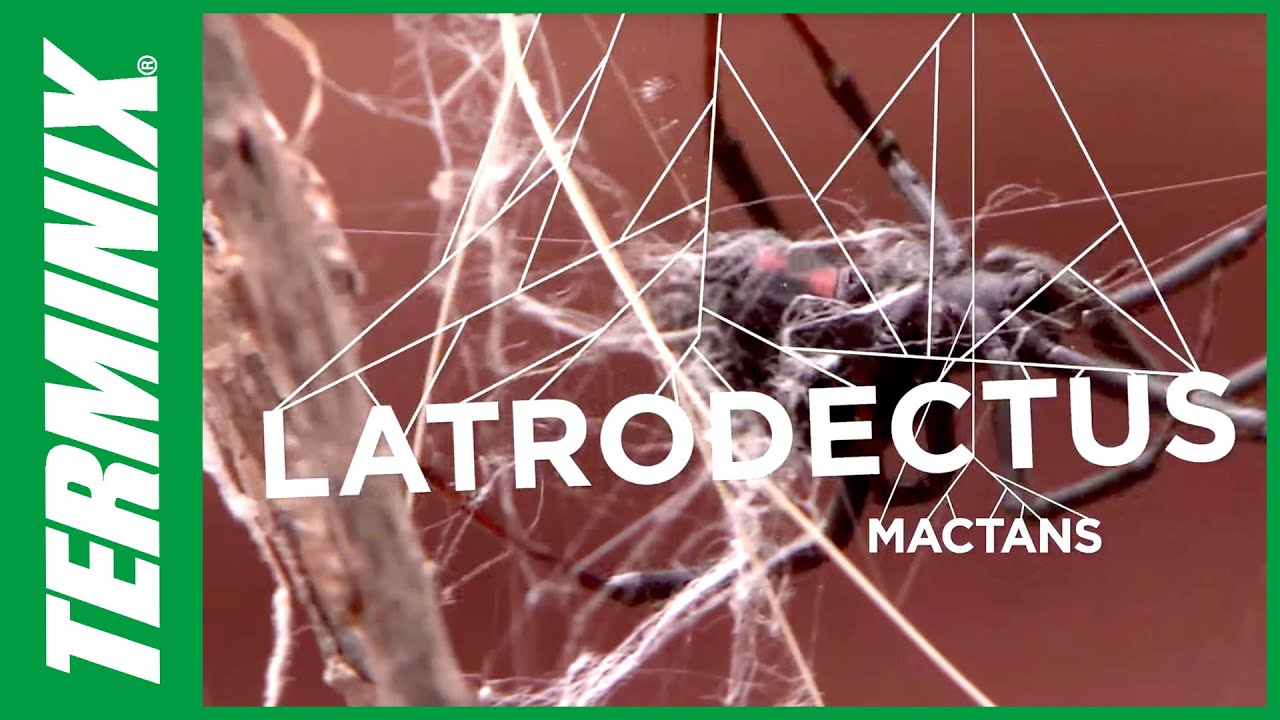 Protect Your Home with Spider Pest Control