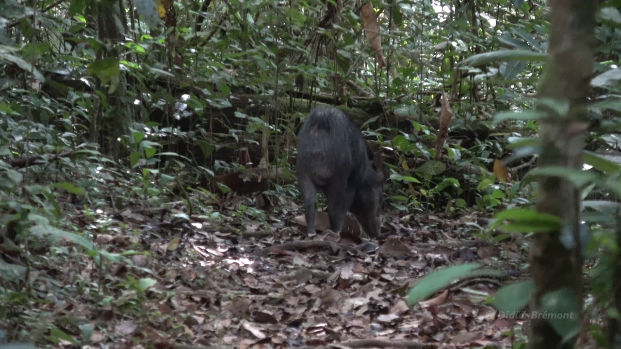 Guyane Village de Saûl - sentier Roche Bateau - Pécaris ou cochon bois - Pakira