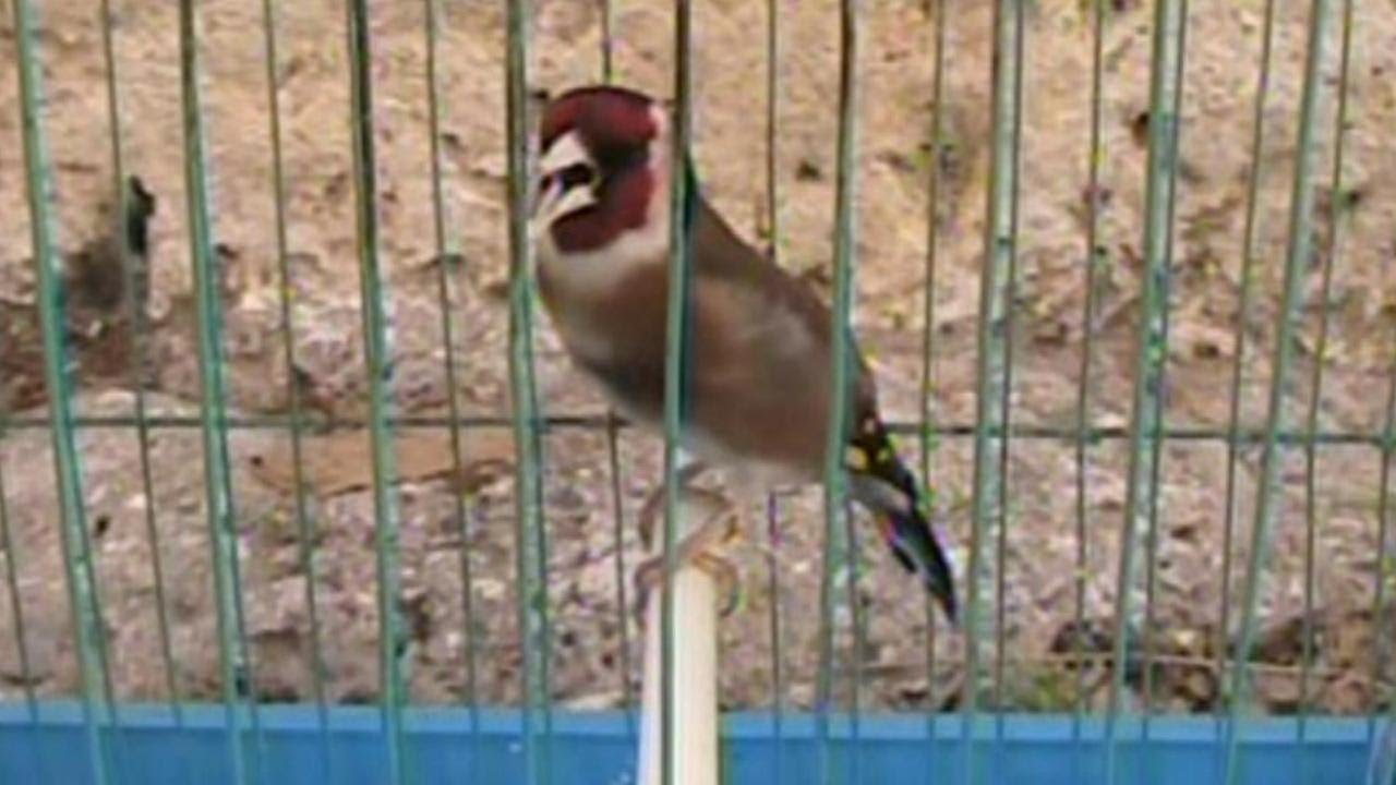 2019  اجمل واحسن تغريد الحسون القسنطيني الاصيل