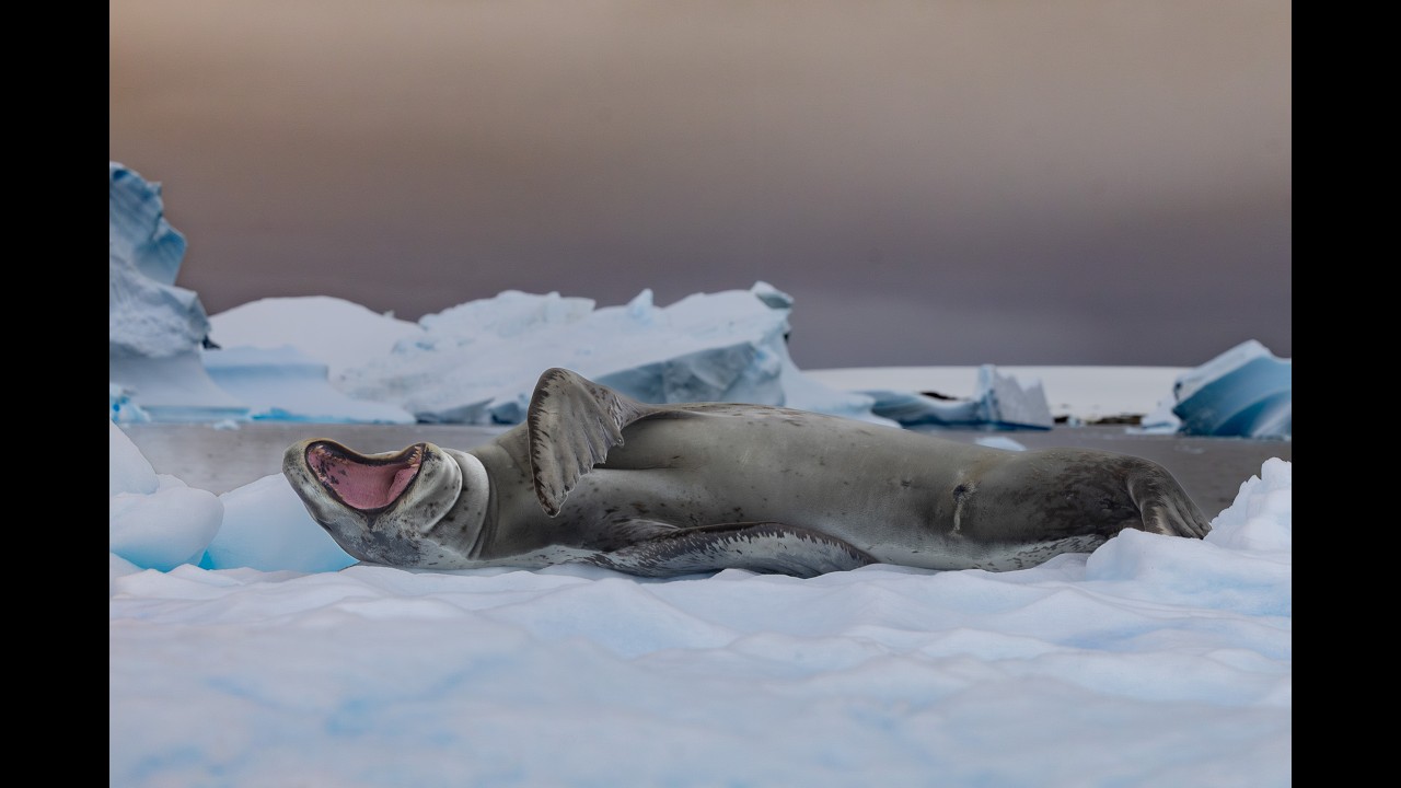 Antarctica Unseen: A 4K Wildlife Expedition | Tal Hanoci, Wildlife Photographer