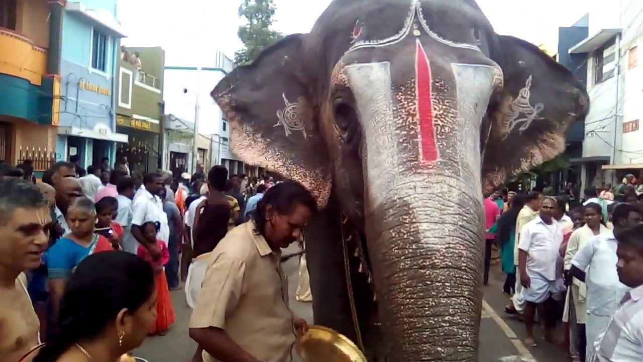 Srirangam Temple Andal Elephant Eating fruits-ஸ்ரீரங்கம் ஆண்டாள் யானை- பழங்கள் உண்ணும் அரிய  கானொலி