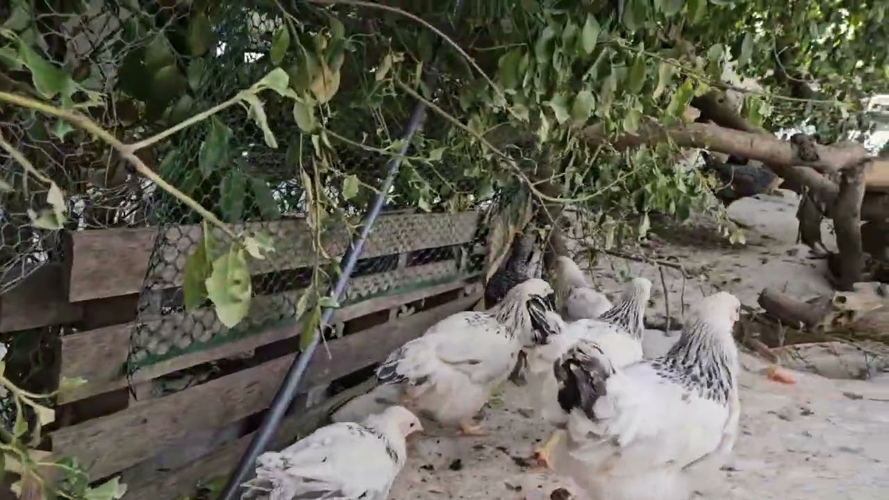 Chicken morning snack! 