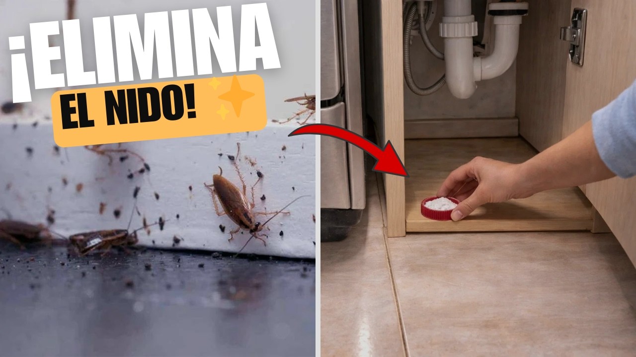 3 MITOS sobre las CUCARACHAS que no funcionan y qué hacer para eliminarlas de verdad