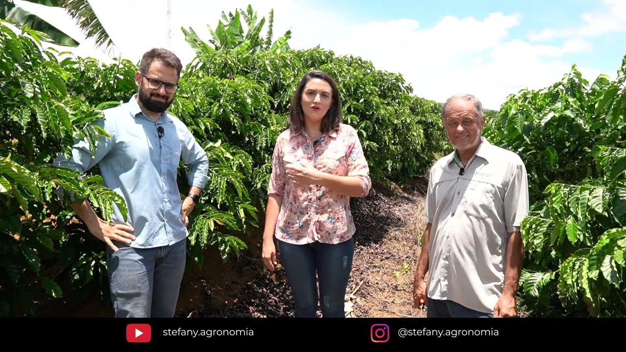 Broca da haste no Café Conilon | O que é? Como Combater?