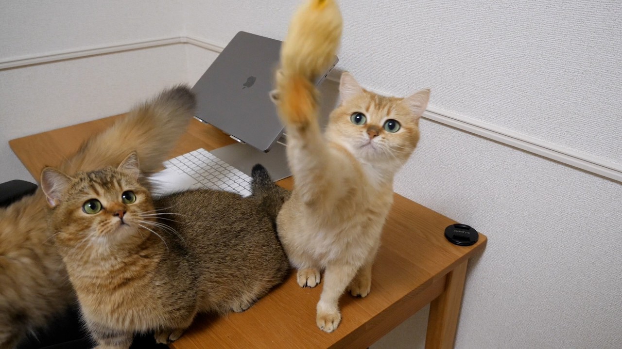 Unusually, Mimi the cat is also enjoying playing with a mouse toy.