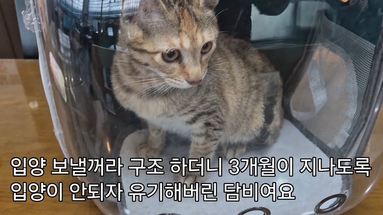 입양이 안되자 3개월만에 유기해버린 담비