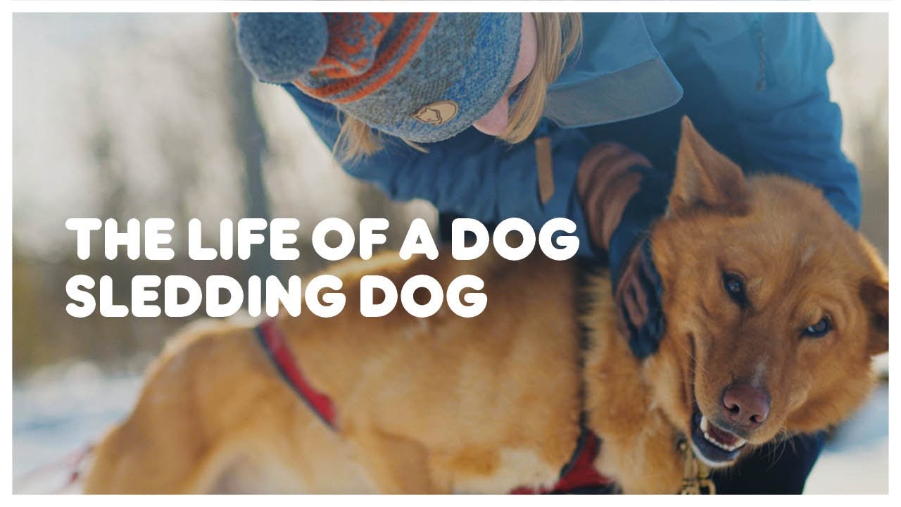 How to dog sled | Fjällräven