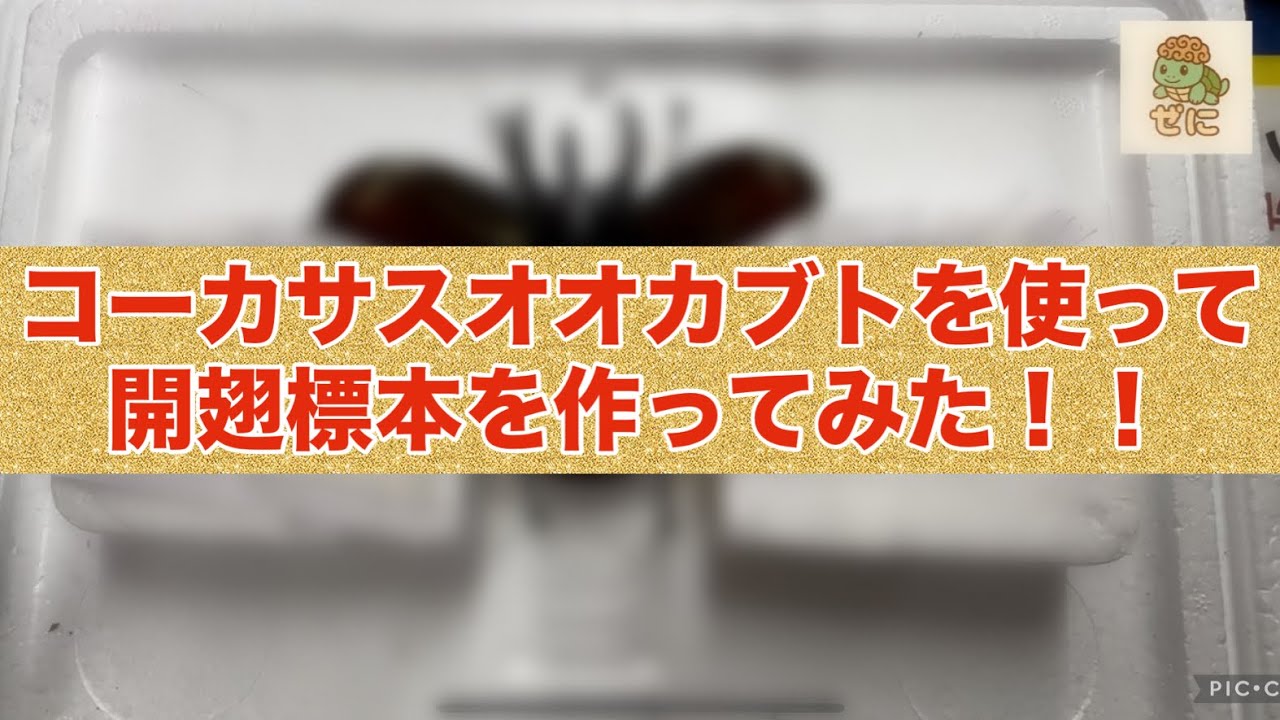 コーカサスオオカブトを使って開翅標本(かいしひょうほん)を作ってみた🤩