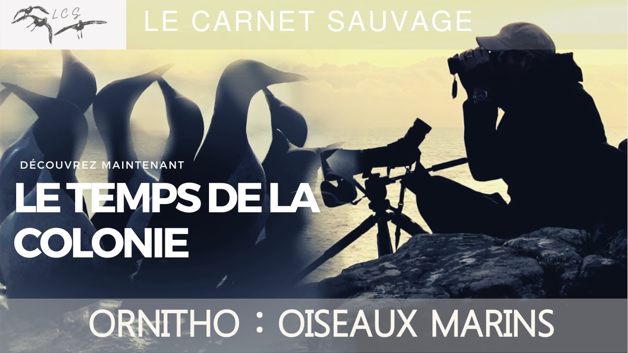 ORNITHOLOGIE - Oiseaux marins : le temps de la colonie