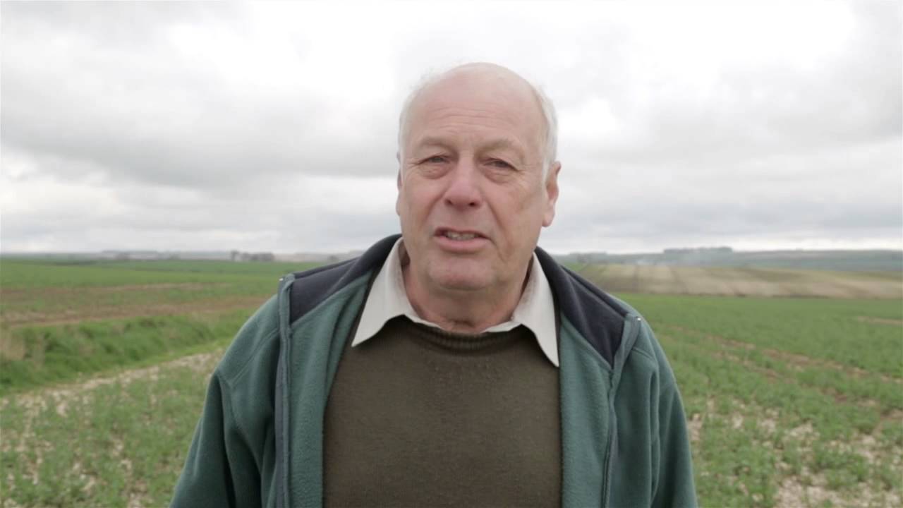 Oil Seed Rape Flea Beetle Problems