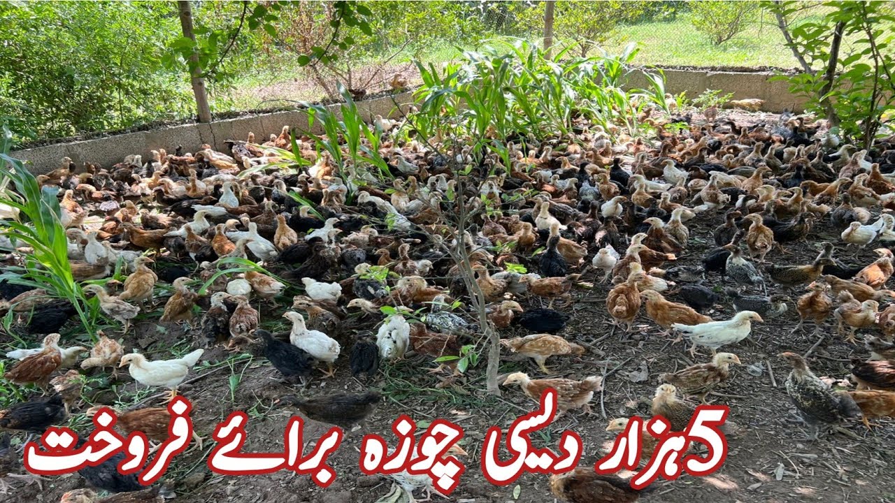 Biggest Free Range Desi Chicken Farming in Pakistan | How To Start Chicken Farming in Pakistan