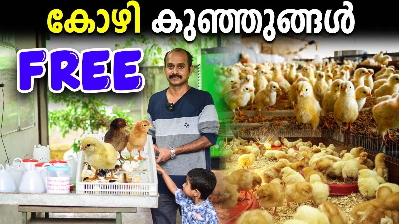 കോഴി ,കാട ,ഗിനി ,താറാവ് കുഞ്ഞുങ്ങള്‍ | വളർത്താൻ ആഗ്രഹം ഉള്ളവർ ഇപ്പോള്‍ തന്നെ വിളിച്ചോളൂ