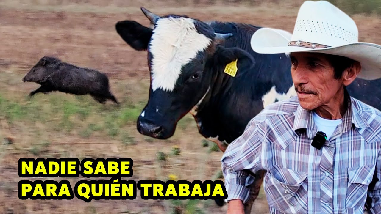 COCHINOS JABALIES ESTÁN ACABANDO con el MAÍZ DEL VAQUERO