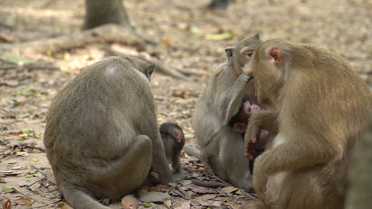 Two baby monkey today is so cute-you love monkey?-Daily MonKey Oparu