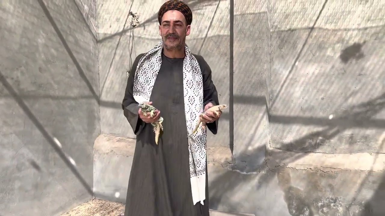 الضب الملون - الفرق بين الضب المصري والضب الملون مع الحاج صلاح طلبه - أفريكانو طلبه