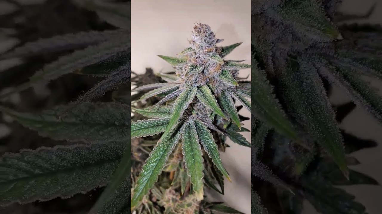 Devil Driver x Pablo's Revenge Clearwater & Tiki MadMan grown by the_frost_farmer on IG and Twitter