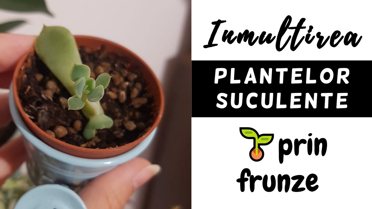 Inmultire plante suculente prin frunze 🌱 Plante de apartament. Cum sa obtii mini plante din frunze?