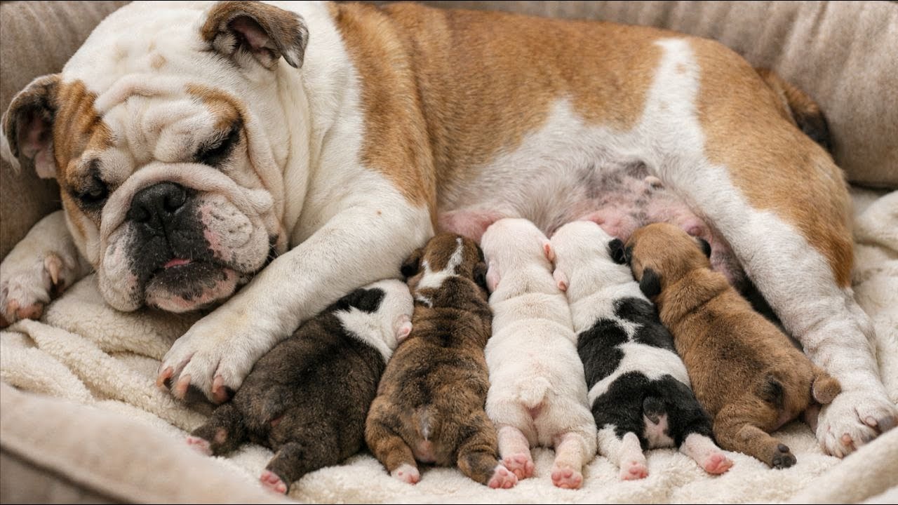 授乳中のかわいい子犬 