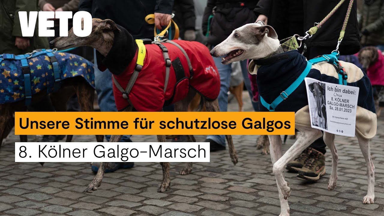 8. Kölner Galgo-Marsch – Protest gegen spanisches Tierschutzgesetz