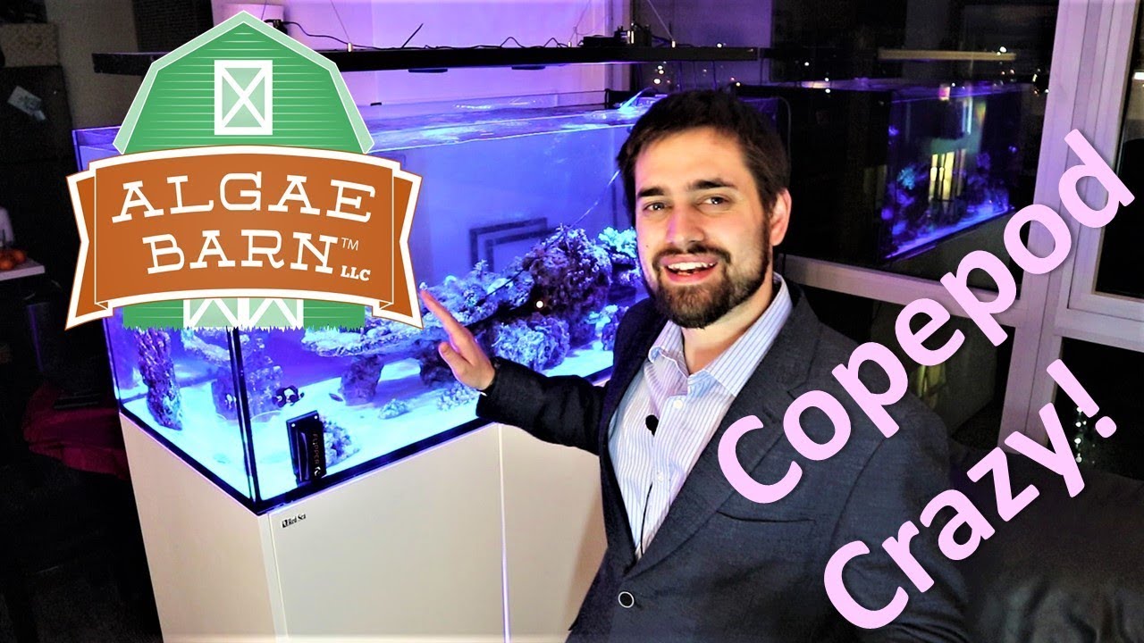 🦐How to add Pods to a Reef Tank (Algae Barn 5280 Pods Review for the Red Sea Peninsula)